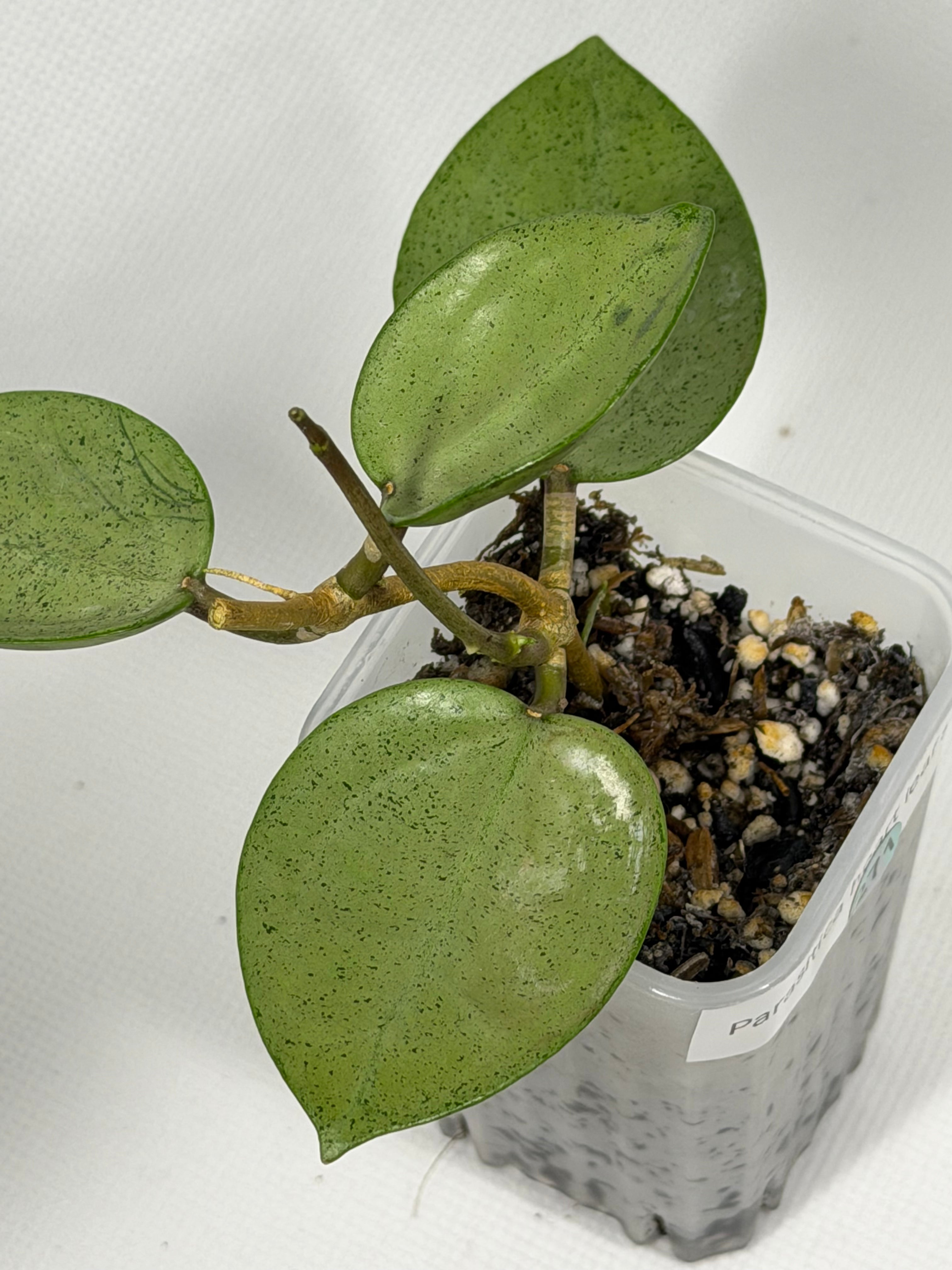 Parasitica Heart Leaf Silver
