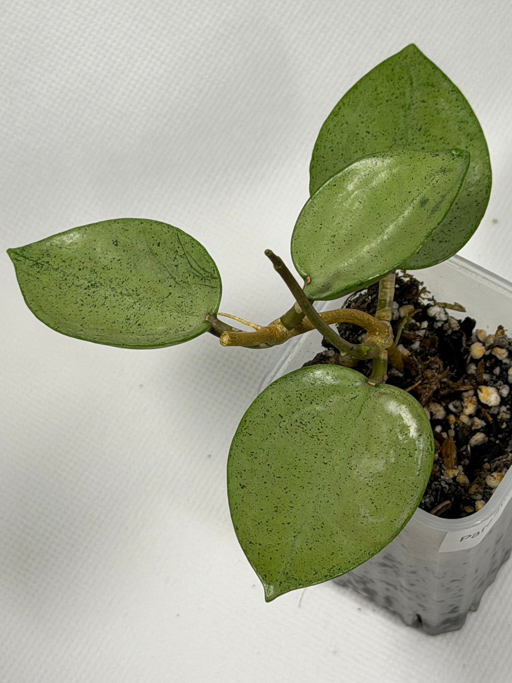 Parasitica Heart Leaf Silver