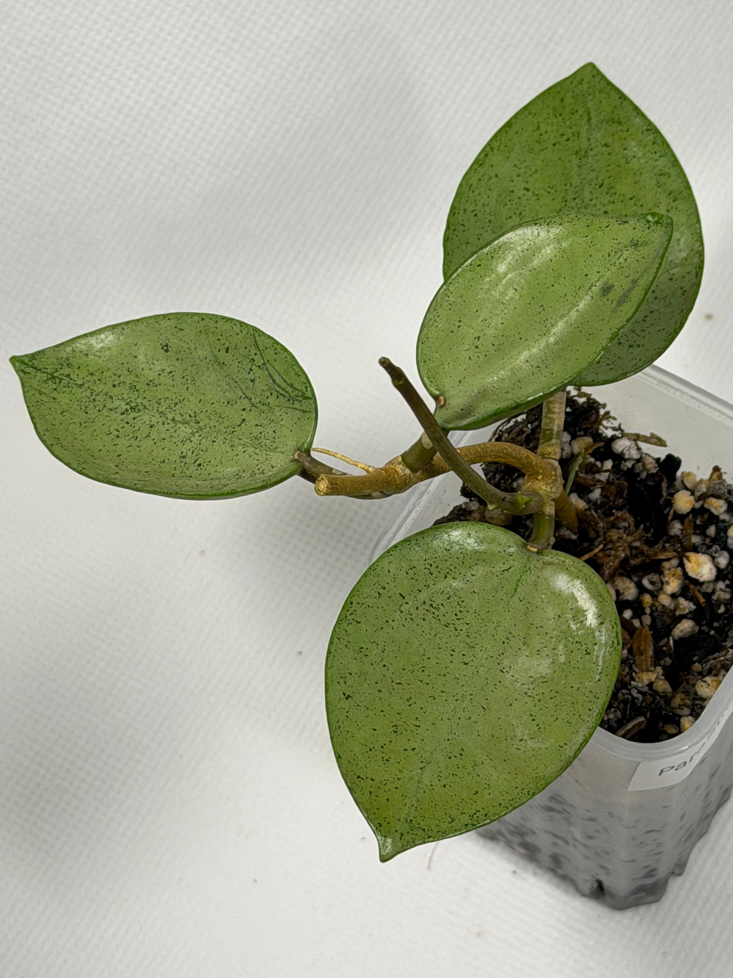 Parasitica Heart Leaf Silver